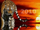 Mut zum Risiko Das Jahr des Tigers nutzen