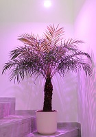 Pflanzen Überwintern mit ATUM LED von KLUTRONIC