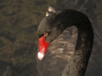 Mittlerweile gibt es ein Buch über die seltenen Tiere von Nassim Nicholas Taleb mit dem Titel „The Black Swan“. Dabei handelt es sich aber nicht um eine ornithologische Abhandlung, sondern um die Macht höchst unwahrscheinlicher Ereignisse.