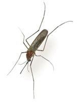 Das West-Nil-Virus wird von Stechmücken übertragen