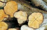 FSC-zertifiziertes Holz aus den ForestFinance-Forsten