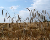 Getreide (Foto: Proplanta)