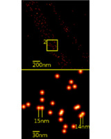 Superresolution Mikroskopie: Einzelne Moleküle der GFP-Gruppe sind im 14 nm-Abstand unterscheidbar