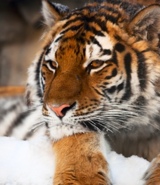 Tiger – Nur noch 3.200 dieser Raubkatzen leben auf der Welt