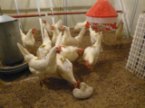 Videoaufzeichnungen liefern aufschlussreiche Hinweise z. B. zum Verhalten der Hennen am Futtertrog  