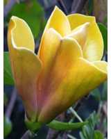 Magnolie Sunsation begeistert mit einer großen, kräftig gelben Blüte