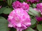 Rhododendron Bluerettia – Violette Farbenpracht für den Garten