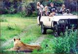 Löwe während einer Pirschfahrt auf unseren Tansania Familienreisen