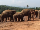 Anti-Stress-Coaching mit Elefanten auf Sri Lanka