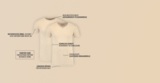 Die Vorteile des unsichtbaren Unterhemds von JF/1850