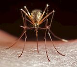Mücken, die Krankheitserreger übertragen können, sind zunehmend auch in Deutschland anzutreffen.