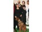 coach dogs mit dem Internationalen Deutschen Trainingspreis 2008 in Silber ausgezeichnet