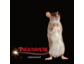 Polkaholix - neues Album "rattenscharf"