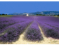 Südfrankreich im lila Farbenrausch: Zur Lavendelblüte in die Provence – Landhaus-Urlaub mit e-domizil