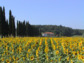 Toskana-Urlaub für Rotwein-Freunde: Ferien rund um den berühmten Weinort Montepulciano