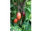 Nachhaltiges Investment: Süße Rendite mit Bio-Kakaoplantagen