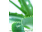 Aloe Vera: Gesundheit durch die Wirkung der Aloe Vera Pflanze
