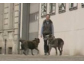 5000 Menschen überzeugen und 89 Tiere retten: notfell.de bei Spiegel-TV Online
