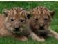 Süß: Namenlose Löwenbabys fauchen online