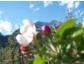 Der Frühling startet früher in Südtirols Apfelgemeinde Nr. 1