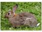 Impfwochen für Kaninchen gegen Myxomatose!! 