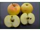 Pomologe bestimmt Apfelsorten im Gartenforum
