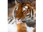 Tiger in Not – Helfen Sie mit Ihrer Spende, die letzten Tiger in Freiheit zu retten