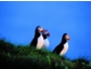 „Puffins day“ – die Rückkehr der Papageitaucher: Auf Hurtigruten Reise das Vogelparadies Norwegen erleben