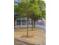Weißgerber Lesezirkel spendet einen Straßenbaum