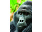 Gorillas und mehr: mondberge.com Internet-Relaunch