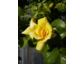 Rosen für den Garten in der Trendfarbe Gelb - Ein Überblick über Kletterrosen, Edelrosen & Strauchrosen