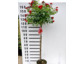 Stämmchen-Rosen - diese Mischung zwischen Ziergehölz und Garten-Rose ist ideal für den Garten oder den Pflanzkübel