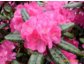 Neue Sorten der Rhododendron - leicht zu pflegen und besonders schön in der der Blütezeit