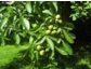Eigene Nüsse im Garten? Neue Sorten vom Haselnusstrauch und Walnussbaum im Fokus