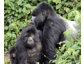 Uganda Reisen & Gorillas beobachten