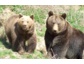 Die Bären sind wach - Saisonauftakt im Wild- Freizeitpark Westerwald
