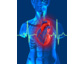 Herzmodelle von 3B Scientific zum Internationalen Weltherztag 2012