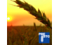 Beste Weizenernteresultate und –prognosen in 2013 lassen in Rohstoffhandelskonten zusätzliche Renditesteigerungen erwarten