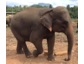 Elefanten-Coaching: Mit sanften Riesen gegen Stress 