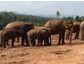Dumbo als Coach: Anti-Stress-Coaching mit Elefanten auf Sri Lanka
