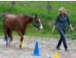 Neues Führungskräftetraining mit Pferden - Cheval Trainings startet in Saison 2013 