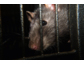 Die Ratten sind auf dem Rückzug! Schädlingsbekämpfung mit Betriebsführungssoftware BaSYS Regie