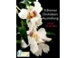 9. Bremer Orchideen-Ausstellung 2015 mit Dendrobium sanderae var. giganteum aus dem Orchideengarten