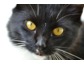 Alle Anbieter von Katzenversicherungen im Online-Vergleich