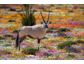 Die Wüste blüht: Frühling im Namaqualand