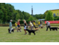 Sommerfest des Kitzinger Hundesportvereins war ein voller Erfolg