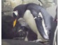 Pinguinbaby am Bodensee geschlüpft